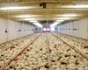Ferma Avicolă Șerban își vinde platformele din Bacău și Vaslui pentru 16,5 milioane de euro. Activele ajung la familia Safir