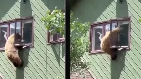Urs filmat în timp ce intra pe geam într-o casă din Sinaia (VIDEO)