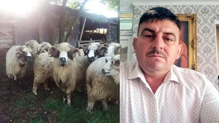 Revolta ciobanilor la adresa șefului ANSVSA: „Am ajuns să importăm miei din Noua Zeelandă și Australia”
