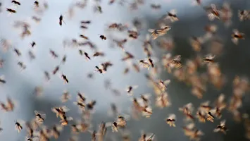 București, invadat de muște. S-au început acțiuni de dezinsecție