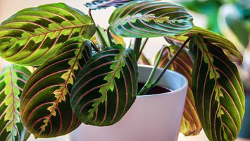 Planta care „se roagă“ pentru casă. Aduce noroc și sănătate în locuința ta