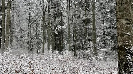 Schimbare de climă: În doar 12 ore, Florida a trecut de la 24 de grade Celsius la ninsoare