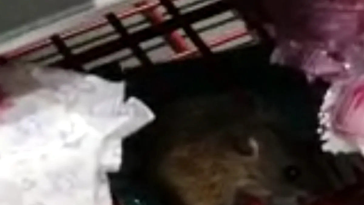 Șoarece filmat în timp ce mânca o ciocolată pe raftul unui supermarket (video)