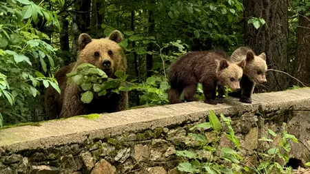 Urșii au venit la ZOO să se ospăteze cu două capre alpine aflate în țarc (VIDEO)