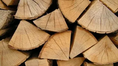 Furt de lemne și abuzuri la Centrul de Plasament din Buzău: Directorul și angajații implicați într-un scandal de proporții