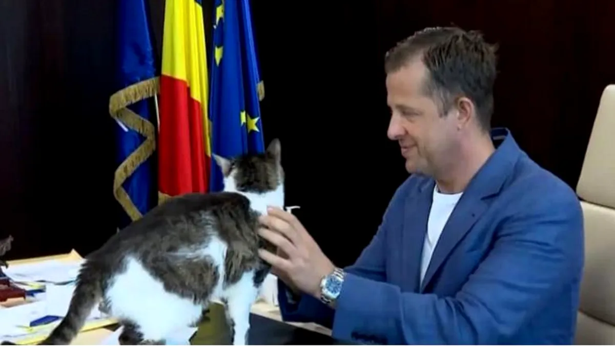 Peste 8.000 de animale sterilizate gratuit în Ilfov! Campania continuă