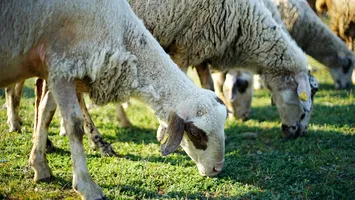 Alertă sanitar-veterinară în România: primul focar de variolă ovină confirmat în România