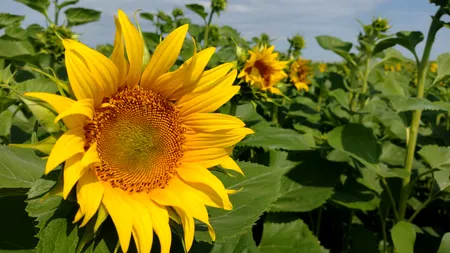 Turcii închirează terenuri agricole în străinătate pentru a cultiva floarea soarelui