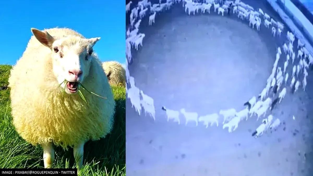 Turma de oi care s-a învârtit 12 zile. Fenomen inexplicabil (VIDEO)