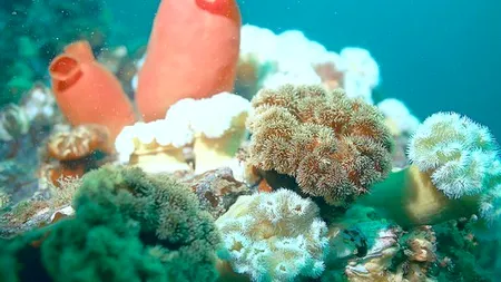 Descoperire: Animalul marin capabil să îşi regenereze toate organele