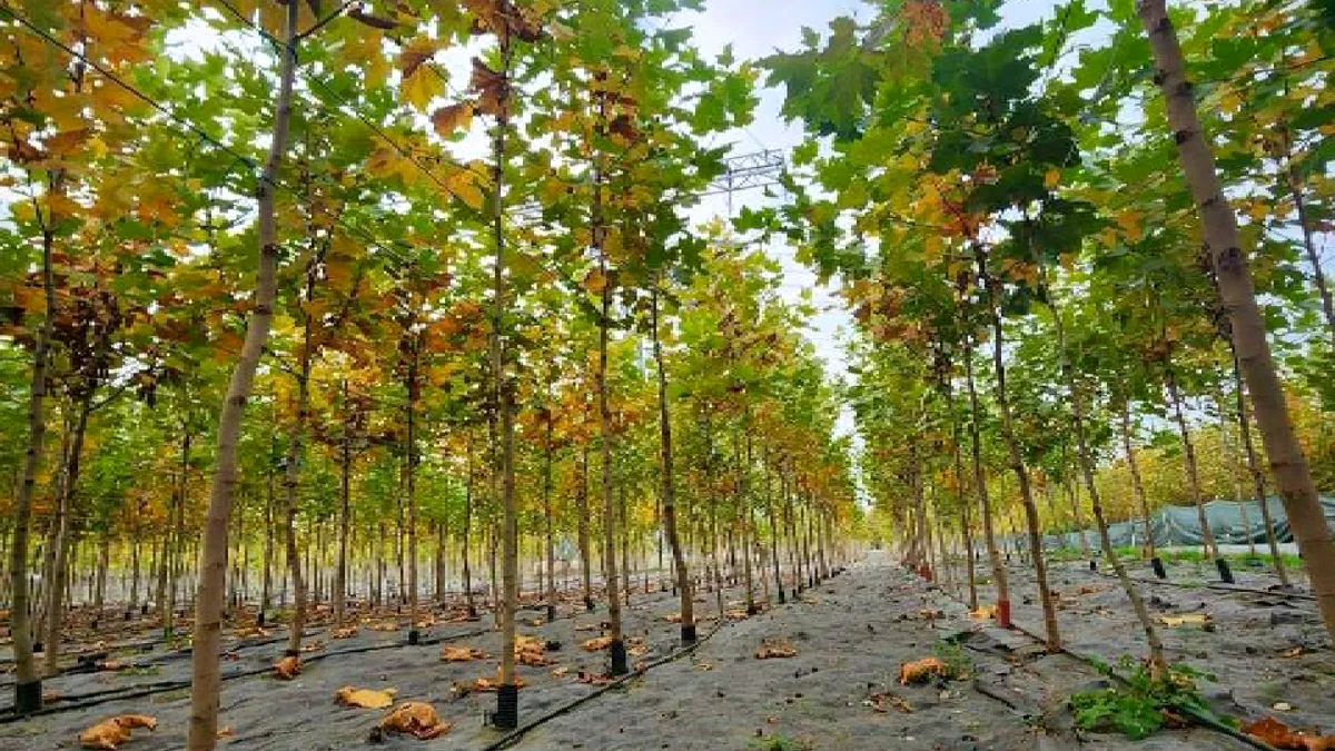 Copaci din pepiniera primăriei, pentru asociațiile de proprietari!
