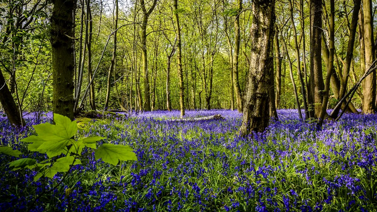 Avem mai multă pădure decât acum 10 ani