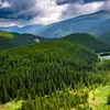 România își pierde pădurile: Transilvania le ține în viață, sudul și Moldova le jefuiesc – cifrele Inventarului Forestier Național sunt dovada realității dure
