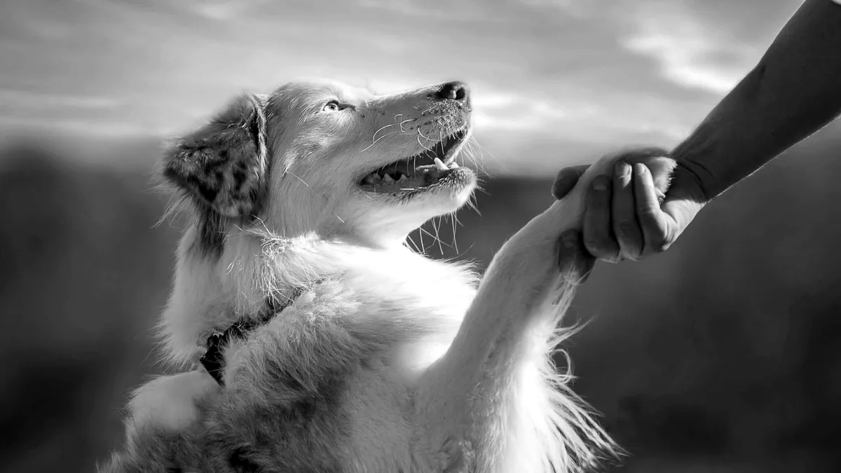 Au intrat în vigoare: Noile prevederi care dublează sau triplează pedepsele pentru cruzime faţă de animale