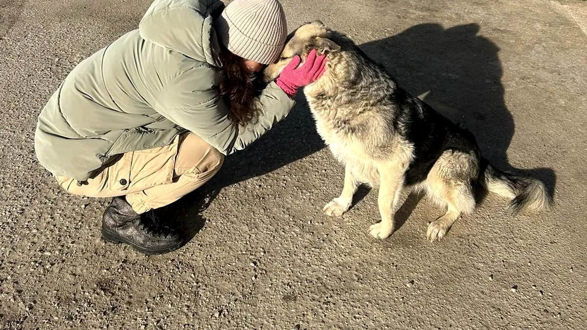 Campanie CJ Ilfov: Artificiile sunt pentru o noapte. Animalele, pentru o viață