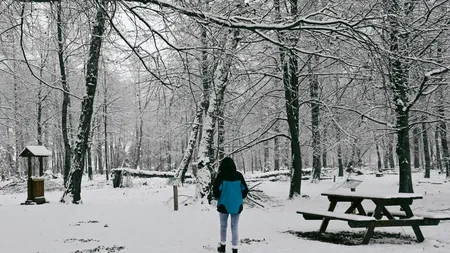 Pe urmele lui Eminescu. Unde sunt „Pădurea de Argint” și „Codrii de Aramă” şi cum le poţi vizita