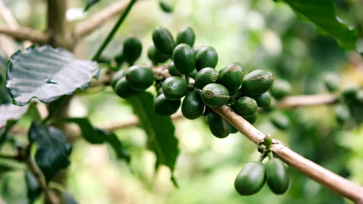 Experții verifică arborii de cafea din Brazilia, distruși de secetă. Se anunță o criză acută de cafea