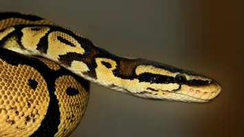 Descoperire fascinantă: celule specializate ajută pitonii birmanezi să digere oasele întregi ale prăzii