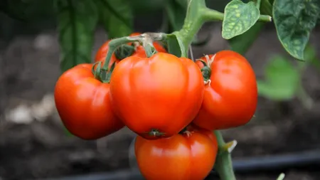 Programul Tomata 2023 - plus de 20% la înscrieri față de 2022. Oltul, pe primul loc