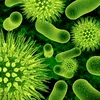 OMS: Lista cu bacteriile rezistente la medicamente, care amenință sănătatea la nivel planetar