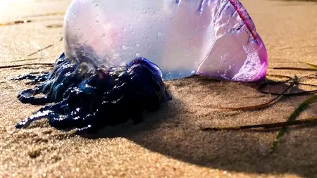 O creatură mortală terorizează plajele din Marea Britanie (VIDEO)