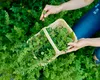 Leacul din pădure: planta care alungă depresia, stresul și anxietatea