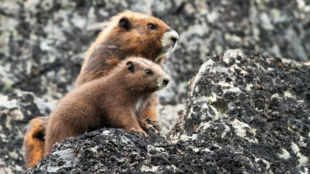 Mongolia interzice vânarea marmotelor timp de trei ani. Motivul este  mai mult decât îngrijorător