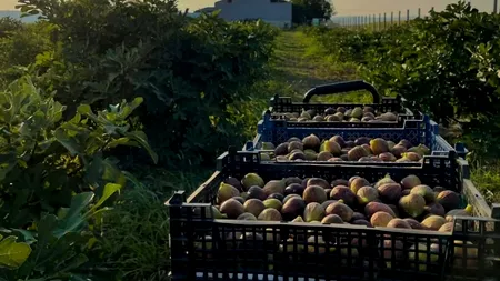 Se întâmplă în România: un fermier a transformat un băț de smochin într-o livadă cu peste 600 de pomi