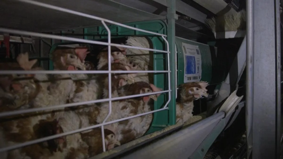 Cât de deschise sunt firmele din România la trendul global cage-free?