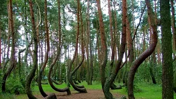 Știai că România are o pădure care se rotește singură? Fenomen unic în Europa