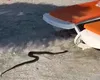 Panică pe litoralul românesc! Un șarpe a „băgat” frica în turiștii de pe o plajă din Venus