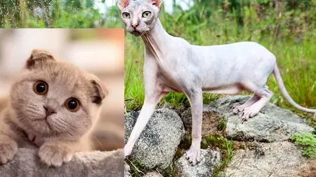 Pisici interzise într-o ţară din Europa. Ce animale nu mai au voie să stea în casă şi de ce