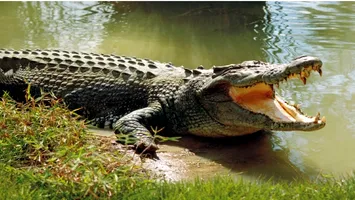 Crocodili în jurul închisorilor? Israel schimbă legea și deschide calea unei măsuri inedite