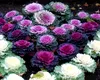 Orașul în care varza înlocuiește florile, în sezonul rece