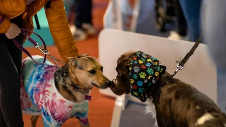 Ai sau n-ai animale de companie, du-te!