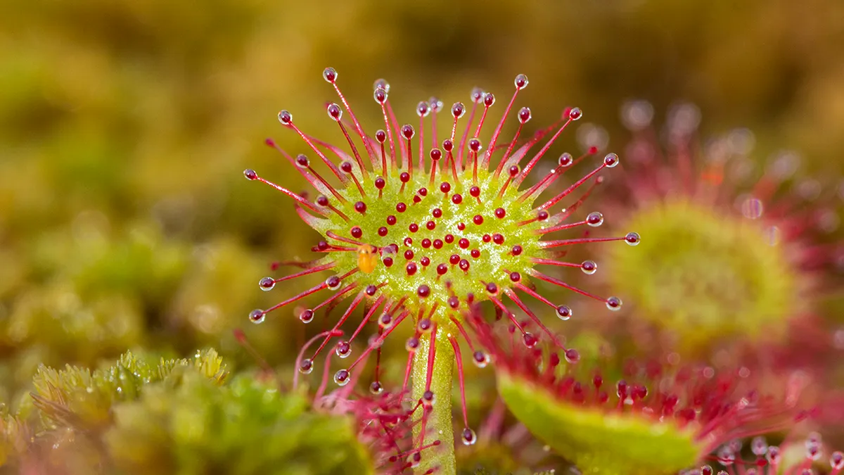 Planta devoratoare de insecte de la Peşteana