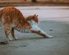 De ce se întind pisicile? Gestul ascunde mai multe decât crezi