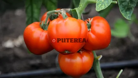 Mai mulți bani pentru producătorii de legume cultivate în sere și solarii. Cât primesc în plus