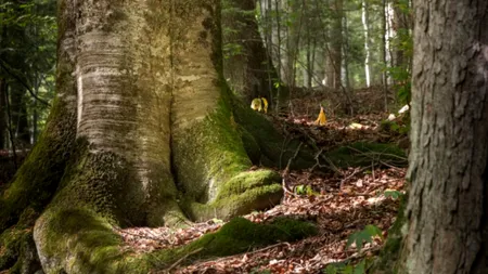 România încă nu și-a identificat toate pădurile virgine