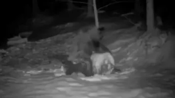 VIDEO Un urs „a sculptat un om de zăpadă” – spectacol inedit surprins într-o pădure din Bucovina