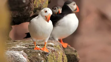 O insulă pustie din Europa te plătește bine ca să ai grijă de păsări, vânt și liniște