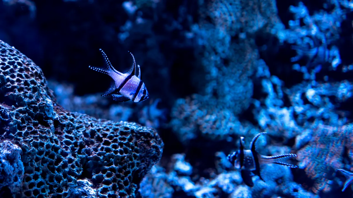 Omenirea a explorat sub 1% din podeaua oceanică. Știm mai multe despre Marte