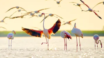 Apariție rară: o colonie de flamingo roz a poposit în Delta Dunării