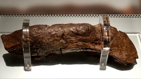 Fecala-artefact de la un muzeu britanic