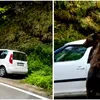 Incident pe Transfăgărășan: un urs a spart geamul unui autoturism în căutare de mâncare