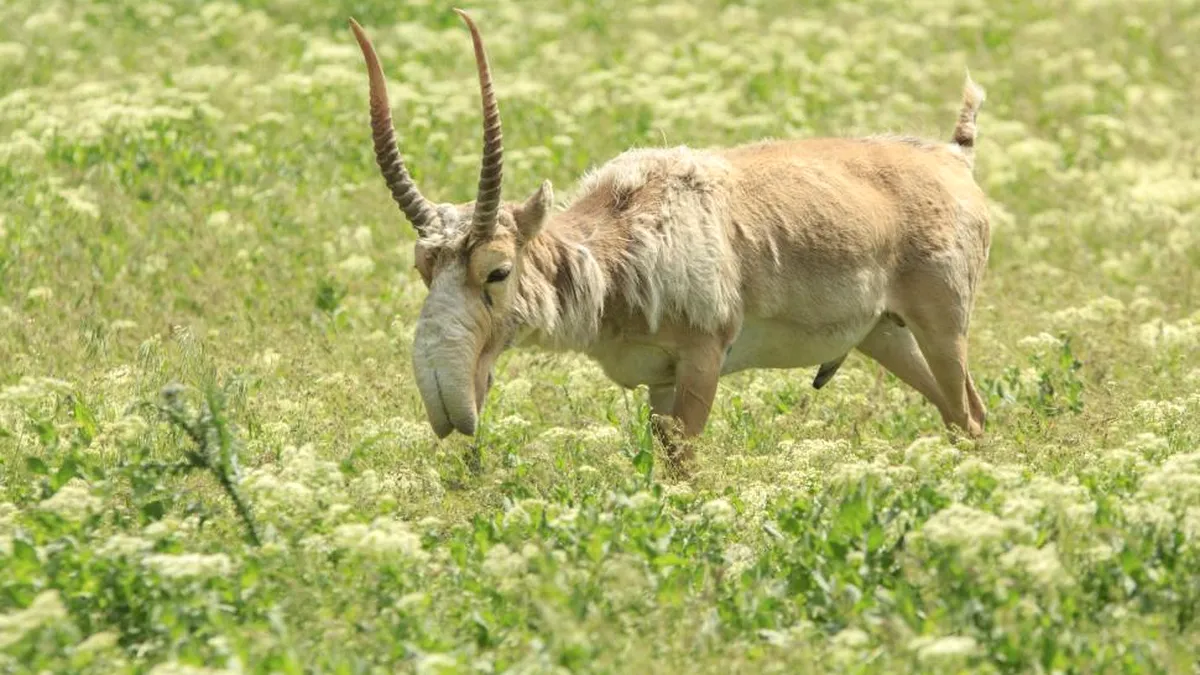 Animalul preistoric cu aspect unic, salvat de la extincţie
