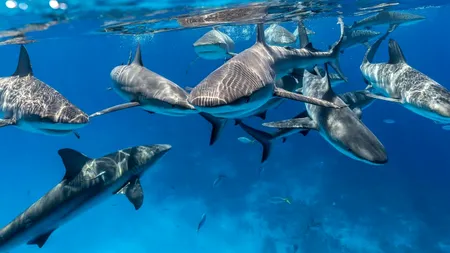 Semnal de alarmă în Bahamas: rechinii, contaminați cu cocaină, cafeină și analgezice