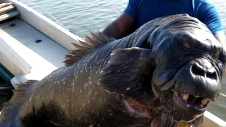 Peștele „gorilă” african a devenit viral pe internet. Totul a pornit de la gluma nevinovată a unui specialist