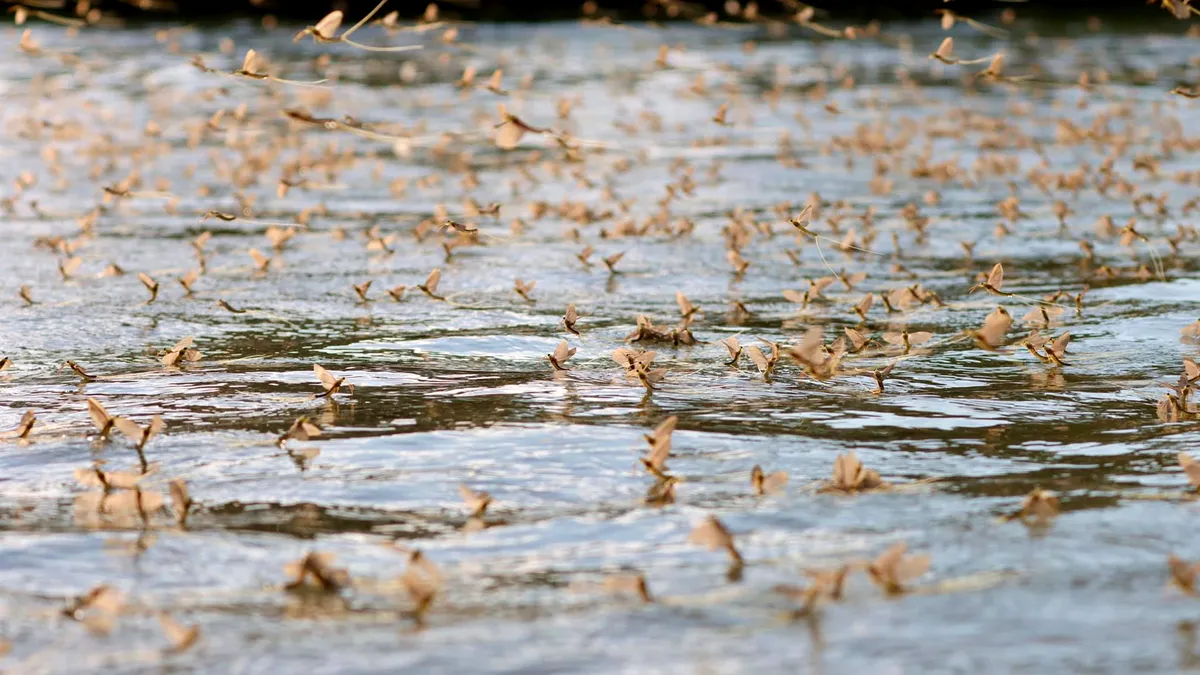 Imagini spectaculoase din Delta Dunării: Au apărut efemeridele