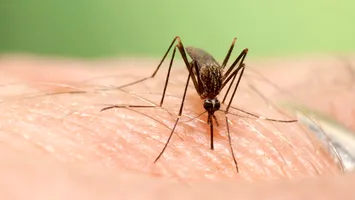 O boală tropicală a răbufnit în București. Caz atipic: este fără istoric de călătorie
